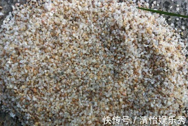 陶粒|养多肉、蟹爪兰、君子兰,用它就能根固叶茂,远离烂根困扰