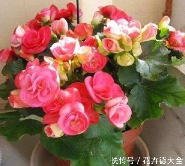 开花|4种花现在养刚刚好,夏天开花很漂亮,日子越过越红火