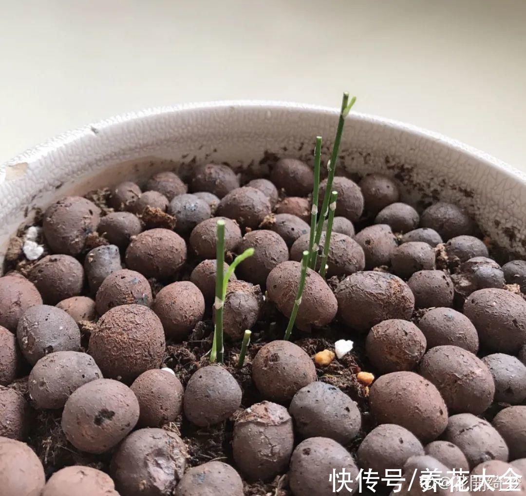 10种“怕晒花”,越晒死越快,半阴地儿反倒长得旺