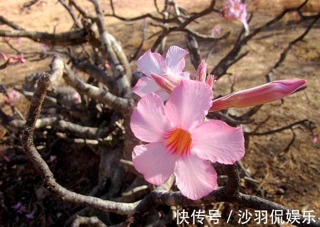 沙漠玫瑰掉光叶子|沙漠玫瑰掉光叶子什么时候发芽注意“几点”,发芽快,长势好!