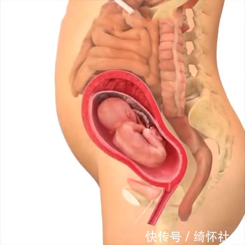 发育|孕期40周胎儿生长发育组图,胎儿是这样一天天长大的