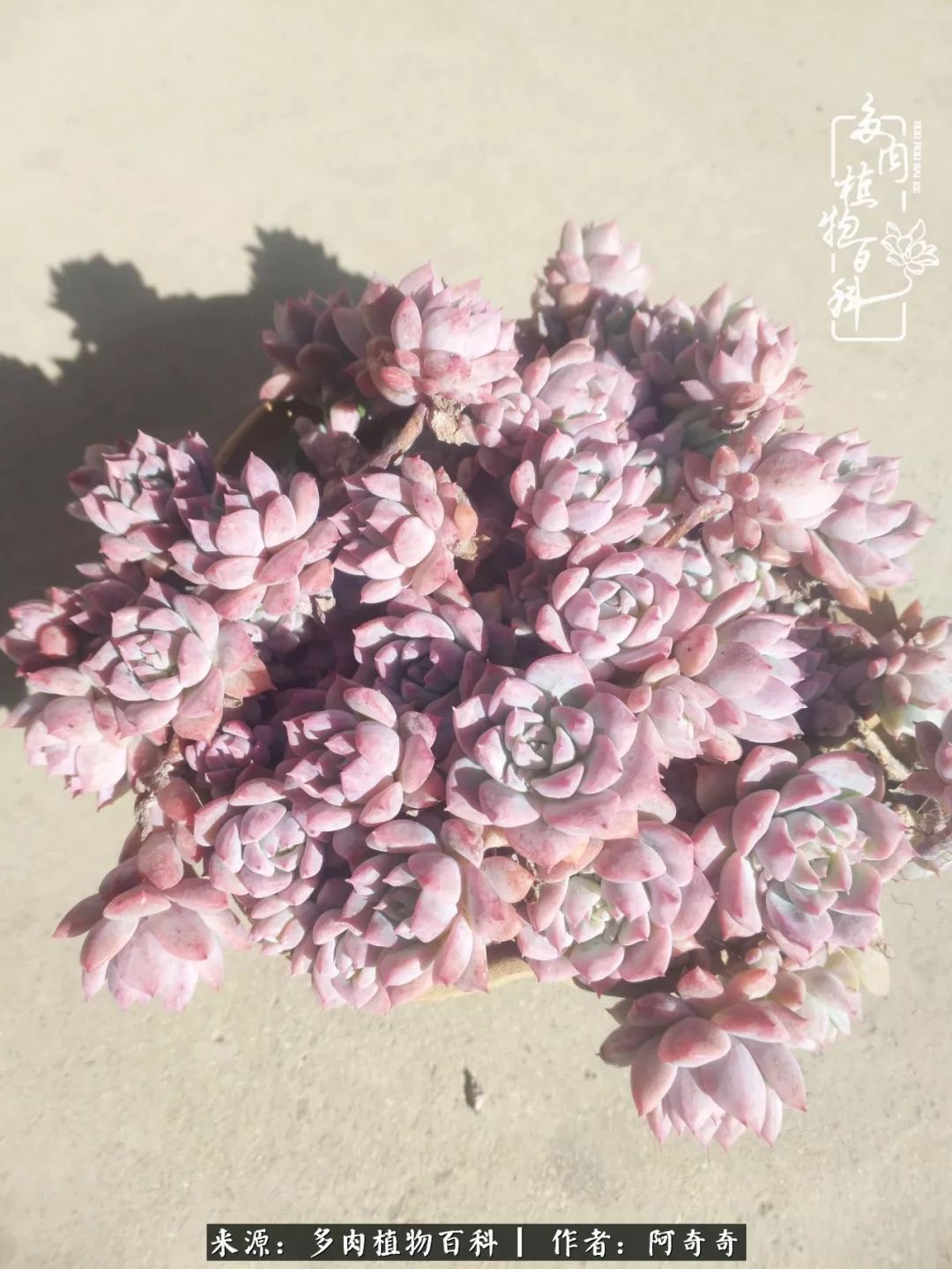 静心养多肉,只是为了在成人的世界里随波不逐流!