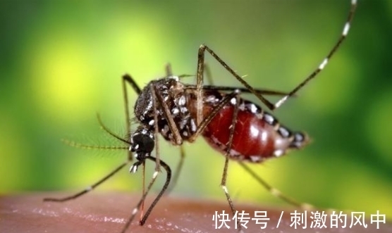 蚊子|夜里蚊子太烦人?78岁老中医教你用1中药,1分钟把蚊子消灭殆尽