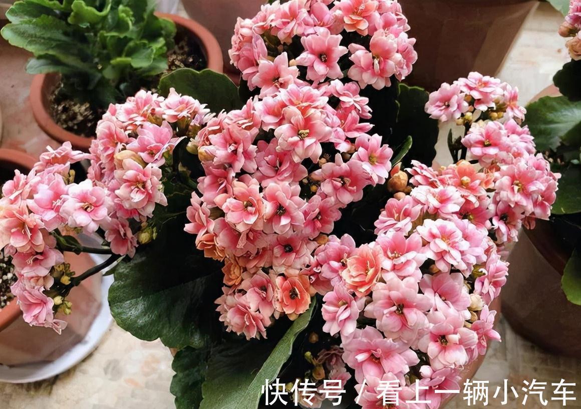 九种皮实花,多晒少管长得好,养成老桩更高档,绿萝没上榜