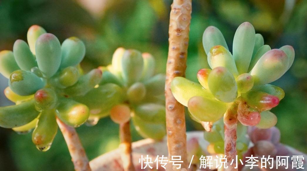 雨后天晴|万物生长靠雨水，才知道多肉植物淋雨还有这好处，天生天养易爆盆