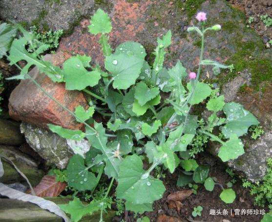 猪菜|2种农村不起眼的野草，既是野菜，又是治病草药，不知道太可惜了