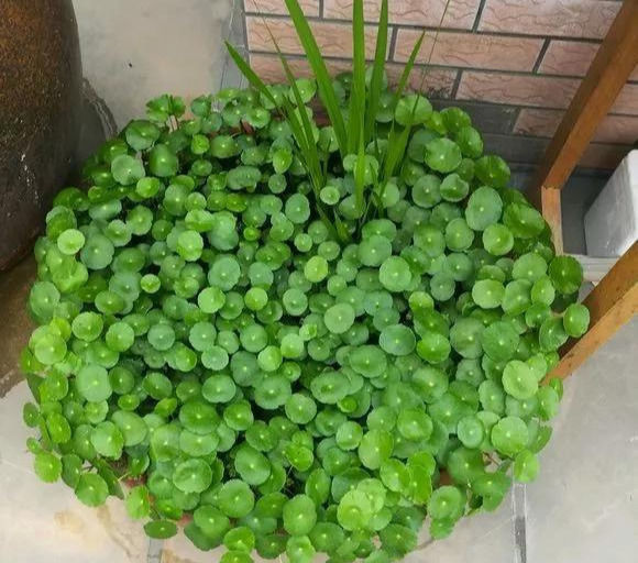 铜钱草养在这个地方,一周就爆盆,叶子能长成巴掌这么大