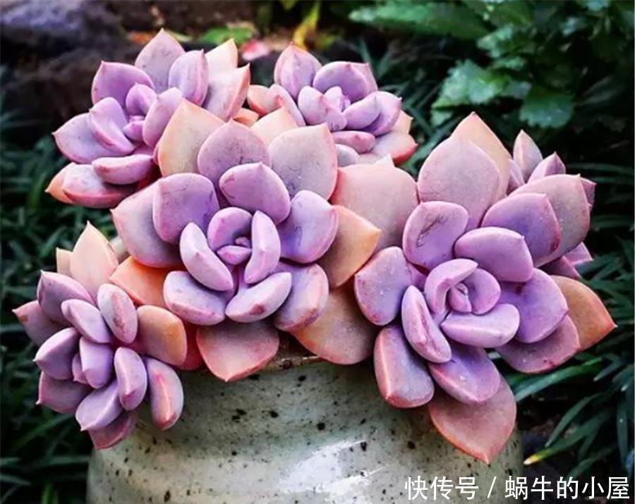 新买的多肉为何容易烂根死亡？从5点找原因，成活率翻三倍