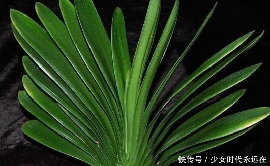 蹭蹭|为什么君子兰长的慢?掌握这几点,君子兰蹭蹭往上长!