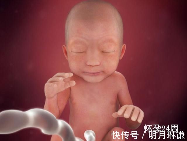 皮下脂肪|组图了解胎儿在子宫中的生长过程,生命太奇妙了!准爸妈们看看