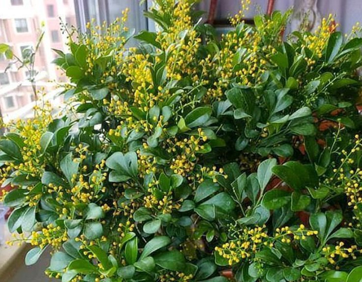 4种花漂亮又好养,比牡丹好看,养在哪里都爆盆,好运到来