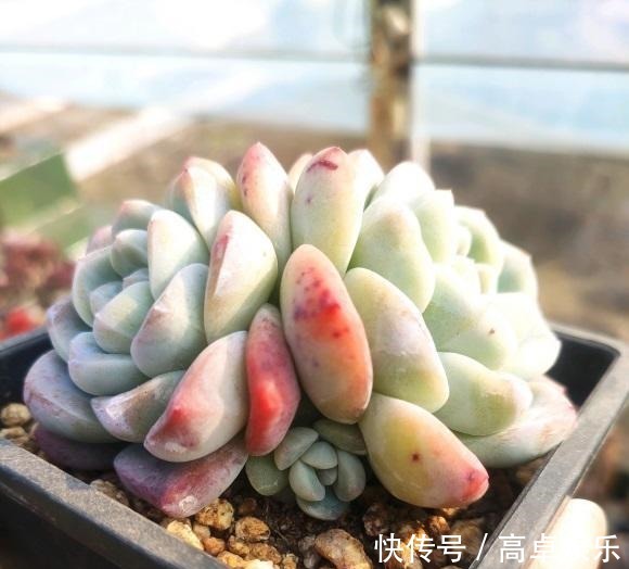 养好多肉很容易,工地挖点河沙,纯河沙也能养多肉,根系超发达