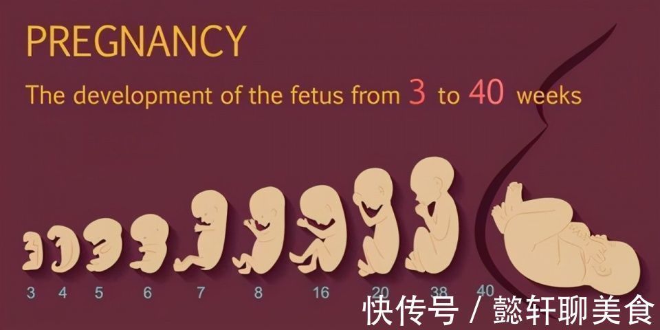 胚泡|组图了解胎儿在子宫中的生长过程,生命太奇妙了!准爸妈们看看