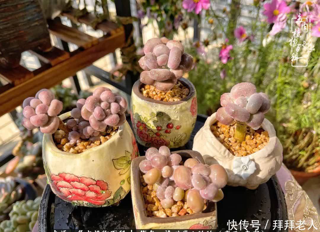 多肉与我,不负时光韶华!