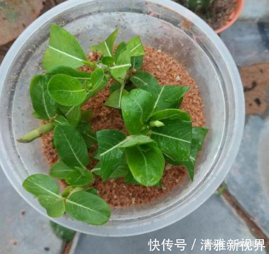 松松盆土|扦插长春花，有1个“技巧”，1棵养出30棵，棵棵开爆盆，好美！