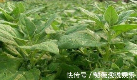 优质|番杏清热解毒、祛风消肿，营养丰富，掌握四点，种出高产优质番杏