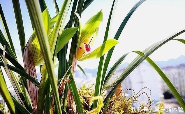 兰花架|为什么楼房阳台养兰花难是这几个原因你没懂,兰友明白了!