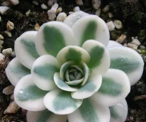 月季|花市遇到这4种花,再好看也不能买,都是假的根本养不活