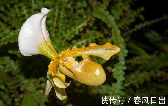 养兰人|前人传下来的养兰“8字经”,是对养好兰花的经验和总结,赶紧学