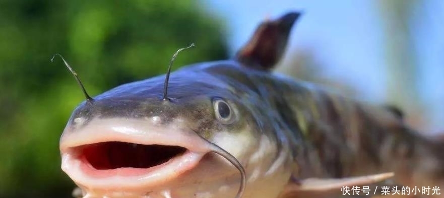 它全身是“宝”被误解多年,口感鲜嫩不输甲鱼,却8元1斤无人买