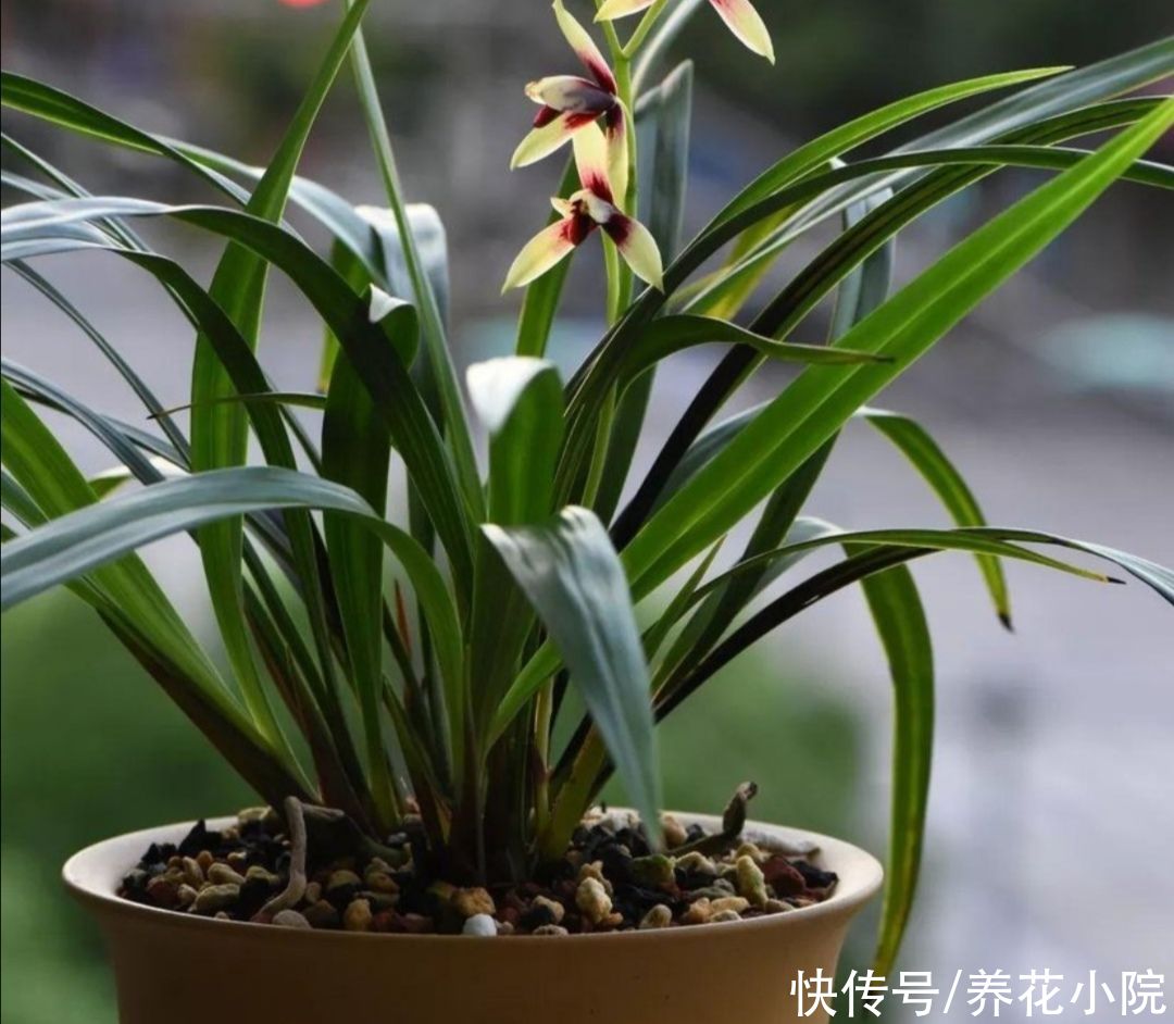 花友|天热了，兰花养护很关键，切记不能乱施肥