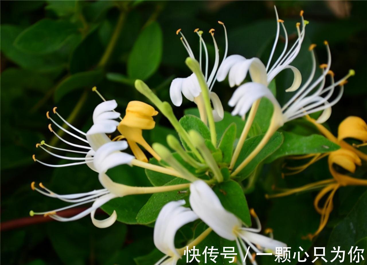 这3种花,虽然价格贵,但是养上几盆,身体健康又强壮