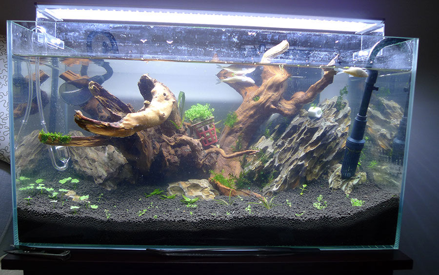 水草叶片长满了藻怎么办