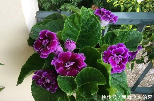 13种适合阳台养的紫色盆栽花,阳台养上几盆,天天“紫气东来”!