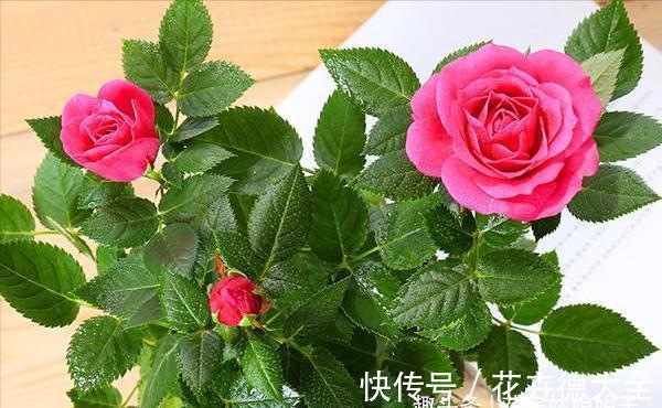 值得入手的6款月季花，花型标准花期长，漂亮又好养，阳台也能种