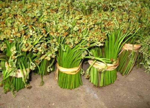 山菜|被誉为“山菜之王”的野菜,农村山坡上很常见,城里人表示吃不起