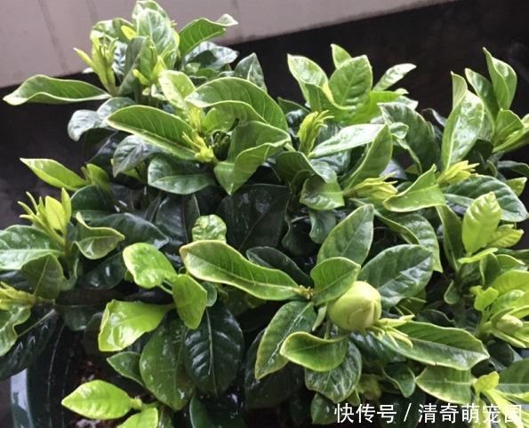 潮湿|超级“喜水”的花,3天不浇水,就离死不远了