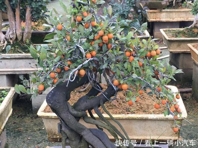 盆景|河边看到3种“树桩”，捡回家种到花盆里，变盆景树，有价值！