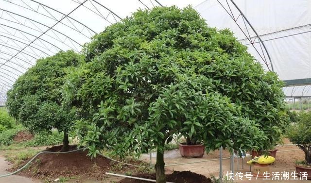 50年的桂花树，卖了5万块钱，大家觉得值吗！