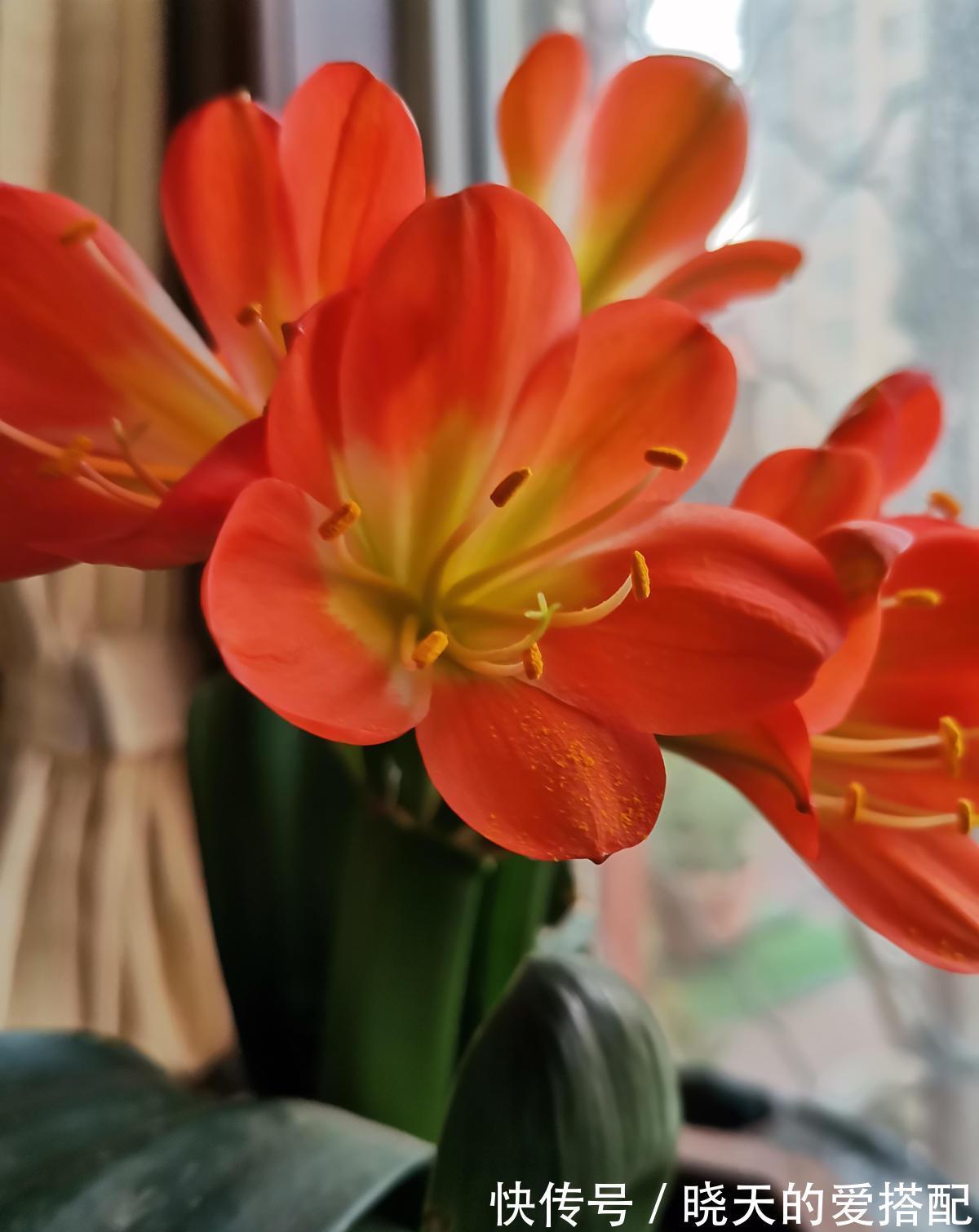 桂花|养4种植物堪称“投资”,养得越久,价值翻好几倍