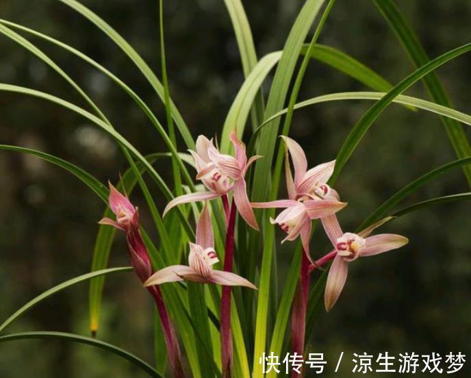 新手养兰花，了解掌握几个小细节，年年开花满盆，美极了