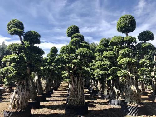 盆景|可以摆阳台的“镇宅树”,1盆价值“1万”,养8年像盆景,值钱