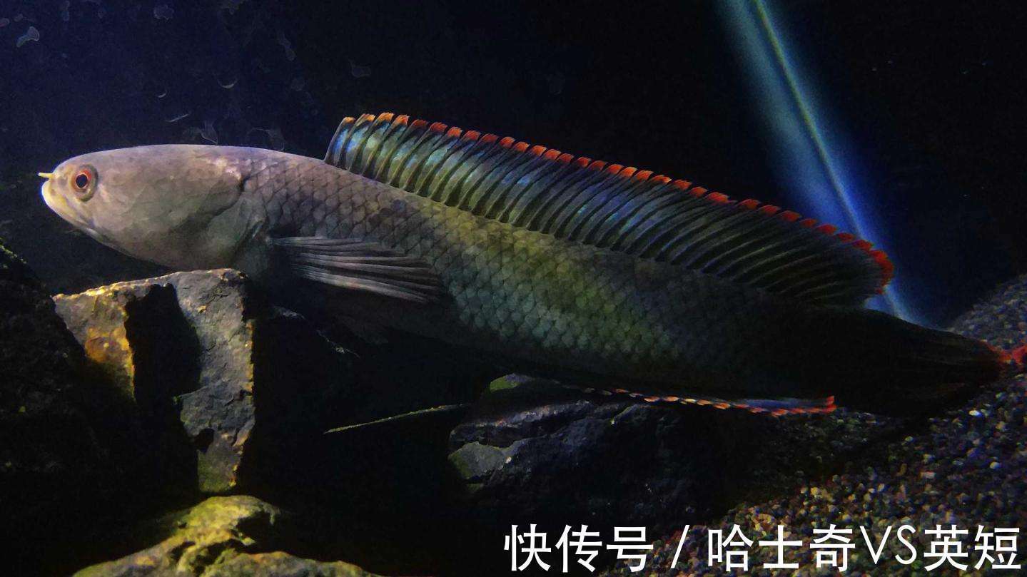 水族|对新人极其友好，十大养不死的观赏鱼