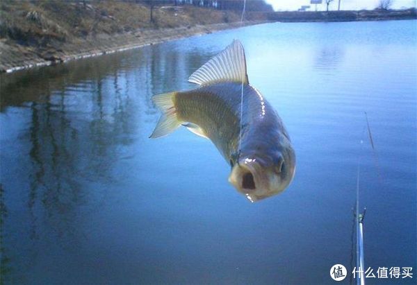 饵料|蚯蚓被誉为“万能饵料”，这些细节却常被忽略，爱钓鱼的你别错过