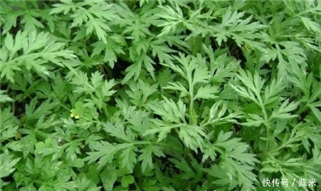 地方|艾叶这个地方抹一抹,好处不请自来,排毒效果超棒,还养身养肾!