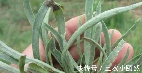 农村|农村一种罕见野菜，老农每天只能找到两三斤，一斤50块