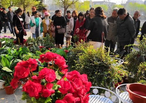 地摊上买花，该筛选掉哪些类型，避免被“背后的猫腻”欺骗？