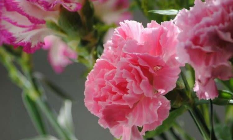 4种花养在家里,一整年都有好运气,浇水就疯长,开花爆盆很容易