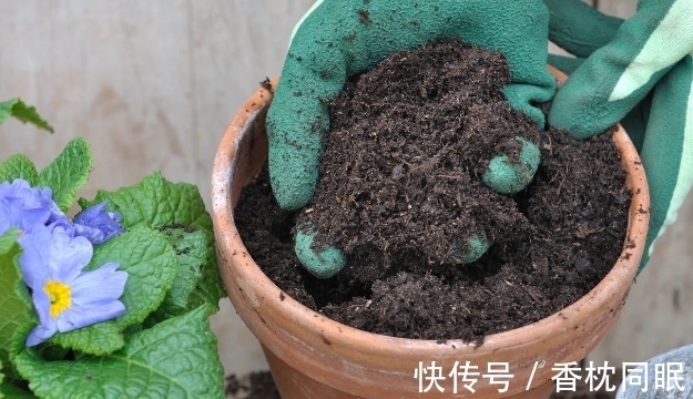 遍寻不到“酸性土”的情况下,该怎么让养花土从碱性变酸性?