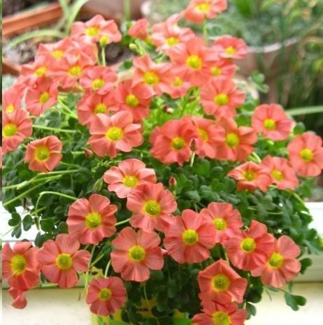 蓝妖|这10种花超级怕冷,再不搬进屋,小心只剩下盆了