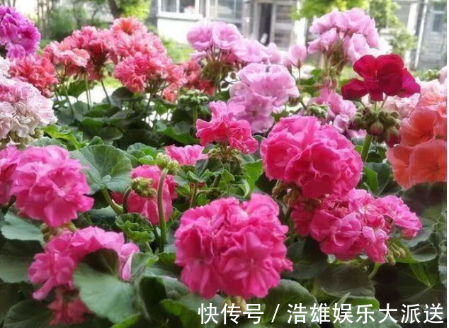 漂亮|“4种花”适合懒人养，沾土就活，养都养不死，高雅漂亮、花期长