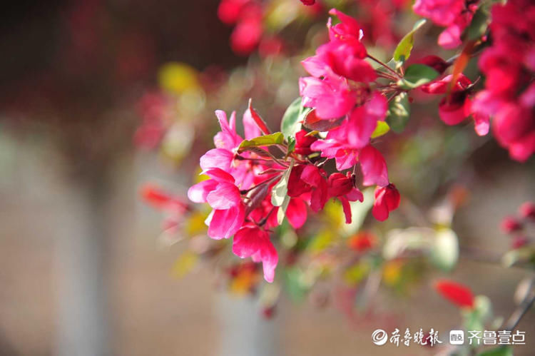 这片色彩斑斓的花海好美！日照五莲海棠花盛开明媚嫣然|花开齐鲁| 马塘古村，玉山古茶场文化悠远流长\＂,\＂i12\＂:\＂探村金华磐安