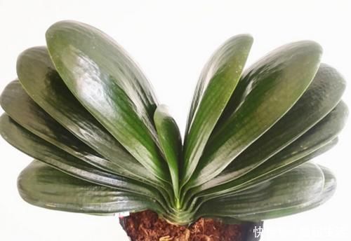 自然规律|养兰花、蟹爪兰和君子兰需记住,不能触碰三点,这是自然规律