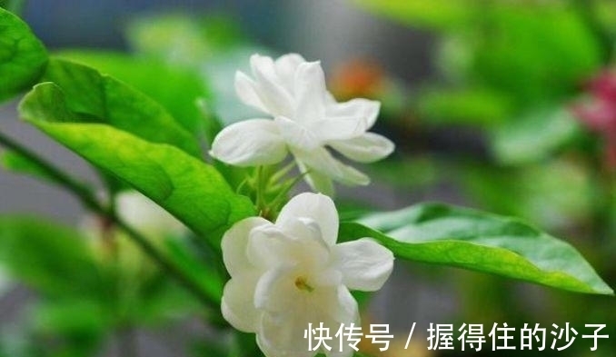 小玲|几种花养家里，好养又漂亮，几个月不浇水，照样长得旺！