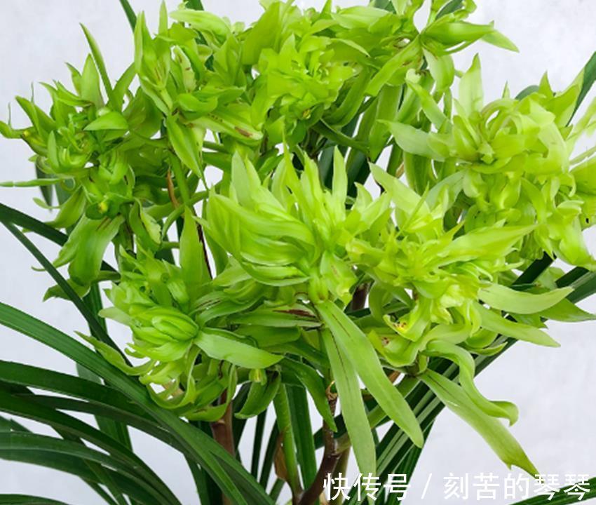 三种不花钱的植料,用来养殖兰花和君子兰真不错,经验分享