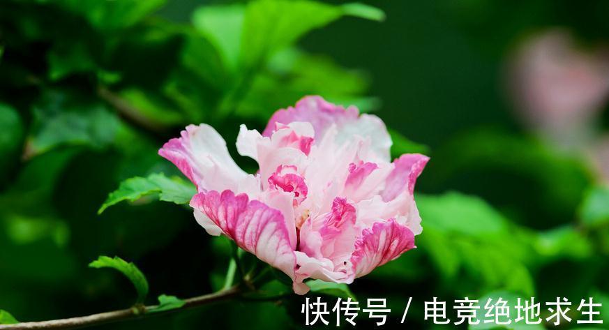 盆栽菊花怎么过冬呢,花农常做几个动作,让你来年花开不断